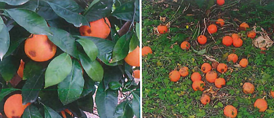 Danni da antracnosi su frutti maturi